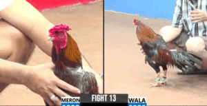 Trận 13 CPC3 29/6/2025 - Má Minh Tiễn Chú Lũy Đi Một Đoạn