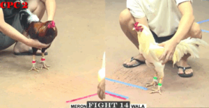 Mẻ Huyền Thoại Bảo Sting Ra Sân - Trận 14 CPC2 25/6/2025