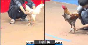 Trận 14 CPC3 29/6/2025 - Phương Tóc Dài Quay Trở Lại Và Cái Kết