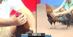 Trận 23 CPC3 29/6/2025 - Chú Lũy Tung Cọp Hạ Ton Tiền Giang Thành Công