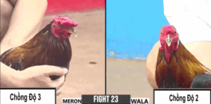 Trận 23 CPC3 20/7/2025 - Bông Cọp Chồng Độ Thứ 3 Duy Nhất Tại Thomo