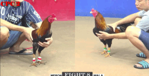 Trận 8 CPC2 23/7/2025 - Ông Thầy Được Nặng Hơn Nửa Ký Và Cái Kết