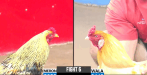 Trận 6 CPC3 25/7/2025 - Một Chấm Lông Bằng Hai Chấm Trạng Là Đây