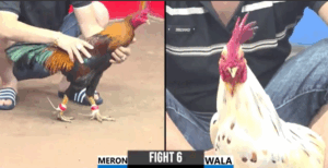 Trận 6 CPC3 27/7/2025 - Khang CR7 Bị Phản Ăn 1 Đầy Đau Đớn