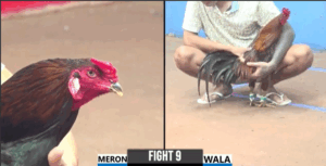 Trận 9 CPC3 29/7/2025 - Việt Vĩnh Long Đưa Khang CR7 Ra Khơi Xa