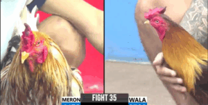 Trận 35 CPC3 14/7/2025 - Cánh Gà Vũng Tàu Chấm Nửa Ký Và Cái Kết