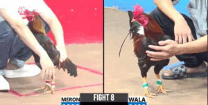 Trận 8 CPC3 16/7/2025 - Gấu Bến Tre Hạ Cậu Đông Trong Trận Đấu Lớn