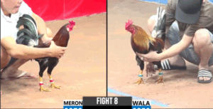 Trận 8 CPC3 19/7/2025 - Quang Bình Dương Rớt Nài Trước Anh Khang