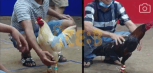 Trận 8 Bồ Tonhon 6/7/2025 - Bảo Sting Chơi Ngông Chấp 3 Chấm Tại Tonhon