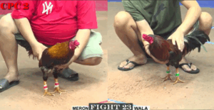 Trận 23 CPC2 16/7/2025 - Bảo Sting Thừa Thắng Xông Lên Chấp 1 Chấm Rưỡi