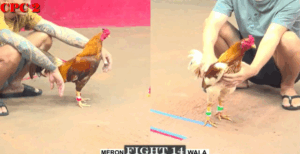 Trận 14 CPC2 20/7/2025 - Camelo Bảo Sting Không Làm Anh Em Thất Vọng