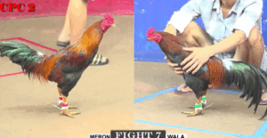 Trận 7 CPC2 27/7/2025 - Bảo Sting Khiến Lành Vũng Tàu Phải Ra Khơi