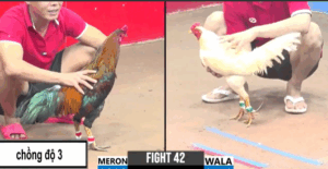 Trận 42 CPC3 29/7/2025 - Bé Bến Tre Chồng Độ Cái Thứ 3 Thành Công Đẳng Cấp