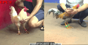 Trận 24 CPC3 16/7/2025 - Bảo Sting Và Long Thomo Chạm Mặt Lần Cuối