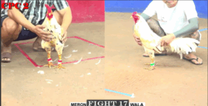 Trận 17 CPC2 20/7/2025 - Bướm Bảo Sting Chấp Đối Thủ 1 Chấm 7 Và Cái Kết