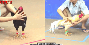 Trận 12 CPC2 27/7/2025 - Camelo Bảo Sting Phản Kèo Khiến Anh Dự Khóc Thét