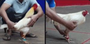 Tonhon 18/7/2025 - Bảo Sting Đá Giải Trận Đầu Tiên Tại Tonhon