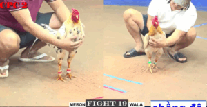 Trận 19 CPC2 20/7/2025 - Cậu Đông Ôm Khét Hạ Bảo Sting Vào Chồng Độ