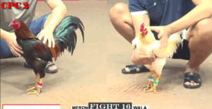 Trận 16 CPC2 27/7/2025 - Lành Vũng Tàu Chơi Ngông Đá 1 Cựa Với Bảo Sting