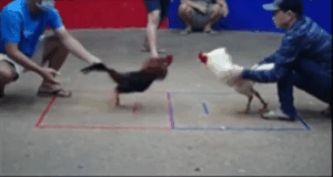 Tonhon 18/7/2025 - Bảo Sting Đá Giải Trận Thứ 2 Tonhon