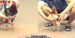 Trận 24 CPC2 27/7/2025 - Bảo Sting Đồng Trạng Bị Dí Bạc Bất Ngờ Và Cái Kết