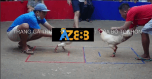 Tonhon 18/7/2025 - Bảo Sting Đá Giải Trận Thứ 3 Tonhon