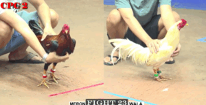 Trận 23 CPC2 20/7/2025 - Đẳng Cấp Idol Bảo Sting Chấp 4 Chấm Và Cái Kết