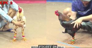 Trận 28 CPC2 27/7/2025 - Bảo Sting Sửa Gà Huề Gây Tranh Cãi Hôm Nay