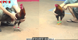 Trận 24 CPC2 20/7/2025 - Bảo Sting Thừa Thắng Xông Lên Hủy Diệt Đối Thủ