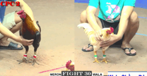 Trận 30 CPC2 27/7/2025 - Bảo Sting Vừa Chồng Độ Vừa Chấp Thêm 3 Chấm Gà