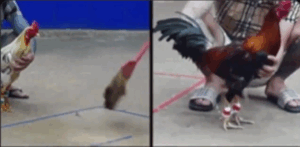 Tonhon 18/7/2025 - Bảo Sting Ra Trận Xổ Đầu Tiên Tại Tonhon