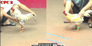 Trận 25 CPC2 20/7/2025 - Bảo Sting Hôm Nay Dưới Màu Cậu Đông