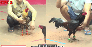 Trận 31 CPC2 27/7/2025 - Bảo Sting Chấp Lành Vũng Tàu Hơn 8 Chấm Gà