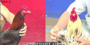 Trận 13 CPC1 22/7/2025 - Điều Sát Thủ Của Anh Bin Ra Chân Tàn Nhẫn