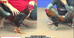 Trận 33 CPC2 27/7/2025 - Bảo Sting Chơi Ngông Tới Trận Đấu Cuối Cùng