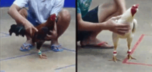 Tonhon 18/7/2025 - Bảo Sting Ra Trận Xổ Thứ 2 Tại Tonhon