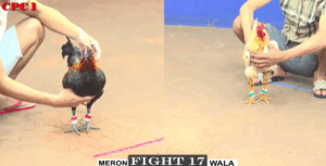 Trận 17 CPC1 22/7/2025 - Peru Mẻ Chẩm Chéo Của Duyên Ti Rớt Nài