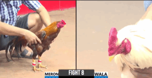 Trận 8 CPC3 28/7/2025 - Bướm Của Phú Sài Gòn Phản Ăn 1 Ngoạn Mục