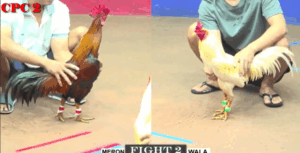 Trận 2 CPC2 20/7/2025 - Bảo Sting Ôm Bướm Hiệu Ra Trận Đầu Phản Thành Công