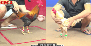 Trận 9 CPC2 23/7/2025 - Tư Mã Ý Chuyển Bại Thành Thắng Một Cách Ảo Diệu