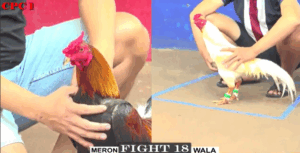 Trận 18 CPC1 24/7/2025 - Trận Xổ Lớn Nhất Hôm Nay Tại CPC1