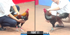 Trận 11 CPC3 25/7/2025 - 2 Con Gà Biểu Diễn Hay Nhất Ngày Hôm Nay