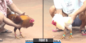 Trận 6 CPC3 26/7/2025 - Cánh Bảo Sting Bất Ngờ Gặp Chú Đực Phản Kèo