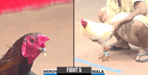 Trận 5 CPC3 30/7/2025 - Chú Đực Phóng Bạc Ăn 4 Và Cái Kết Té Ngửa