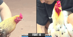 Trận 18 CPC3 31/7/2025 - Quang Cần Thơ Bị Phản Ăn 1 Đầy Đau Đớn