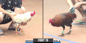 Trận 16 CPC3 28/7/2025 - Anh Khang CR7 Đụng Cánh Bên Cậu Đông Và Cái Kết