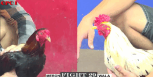 Trận 29 CPC1 22/7/2025 - Trận Phản Hay Nhất Hôm Nay Tại Thomo