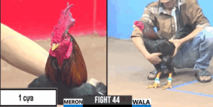 Trận 44 CPC3 28/7/2025 - Trận Đấu Chênh Lệch Trạng Gà Nhất Hôm Nay