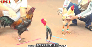 Trận 12 CPC1 22/7/2025 - Trận Đấu Hại Não Nhất Hôm Nay