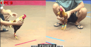 Trận 3 CPC2 20/7/2025 - Cậu Đông Hạ Bảo Sting Một Cách Tuyệt Đối